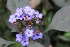Eranthemum pulchellum